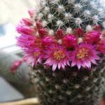 Cacti: budding and flowering