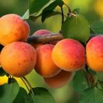 Apricot: benefits and harm, interesting recipes