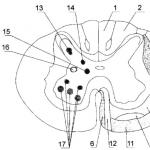 Nucleii coarnelor laterale ale măduvei spinării