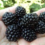 Bylinkový liečiteľ v záhrade - černice: výsadba a starostlivosť Dekoračná černica