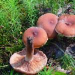 Obična gljiva laktikarija: fotografija i opis