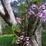 Dendrobium-orkidean oikea hoito kotona