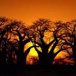 Baobab - zanimljive činjenice o drvetu (sa fotografijom) Jedinstvena svojstva baobaba