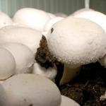 Cum să crești ciuperci acasă