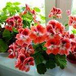 Geranio: cuidados en el hogar para principiantes Flores de geranio caseras