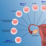 Koncepcia v dňoch po ovulácii
