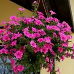 Petunia cultivation and care pinching