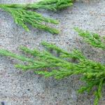 Kozák jalovec: odrody, rozmnožovanie a prerezávanie Juniperus sabina variegata popis