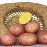Najlepšie odrody zemiakov na pestovanie v Rusku Aký je správny názov zemiakového kvetu