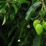 Hybridné ovocie - zaujímavý výber Ovocie podobné pamele žltej
