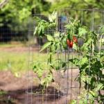 온실에서 토마토를 묶는 방법-가장 좋은 방법 열린 들판에서 토마토를 묶어야합니까?