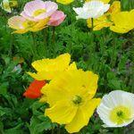 Decorative poppy: cultivation, care, reproduction
