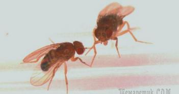 Odakle dolaze voćne mušice u kući: jednostavni razlozi