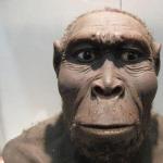 Strămoșii ipotetici ai hominidelor: aspecte comune și diferențe Mărimile și formele de bază ale craniilor de hominide