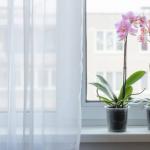 Orkidea: kotihoito