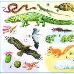 Raznolikost životinja Koje grupe životinja postoje?