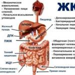 Tipuri de tulburări ale tractului gastrointestinal și cauzele lor Boli ale intestinelor Disfuncție a tractului gastrointestinal