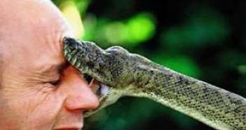 Навіщо сниться укус змії жінці?