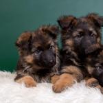 A wide variety of different nicknames for German shepherds Nickname for the European shepherd girl
