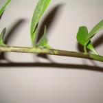 Problémy a choroby Zamioculcas (Dollar Tree) a spôsoby ošetrovania rastlín