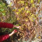가을에 클레 마티스 관리 : 겨울 준비, 가지 치기, 심기 및 번식 가을에 클레 마티스를 덮을시기