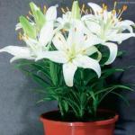 Talon lilja: istutus, lisäys ja hoito kotona Sisäkasvien liljahoito