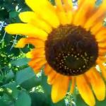 Cum să plantați și să îngrijiți floarea-soarelui în aer liber