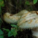 젖산 버섯 : 유형, 설명