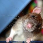 Znášanlivosť samcov potkanov s inými znakmi vo východnom kalendári