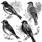 Ghid de ornitologie: Nutriția păsărilor