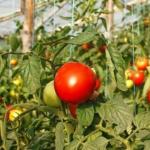 Nopeutamme tomaattien kypsymistä kasvihuoneessa - kansanlääkkeitä tai pintakastiketta