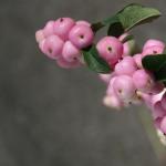 Snowberry: popis druhov a možností použitia v krajinnom dizajne Výsadba a starostlivosť o kríky Snowberry