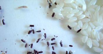Miks tekivad teraviljadesse putukad, kas need on tervisele kahjulikud, kuidas neist lahti saada ja ennetada