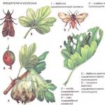 구스베리의 유충은 잎을 먹고 싸우는 방법 유충에 대해 구스베리를 어떻게 치료할 수 있습니까?