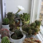 Magic cacti in feng shui