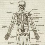 Cómo estamos construidos: el esqueleto humano con el nombre de los huesos Las funciones del esqueleto humano