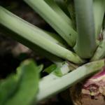 Rutabaga - ce fel de legumă este și care sunt proprietățile sale benefice?