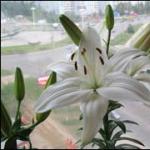 Planting lilies with sprouts in autumn Why lilies do not sprout after winter