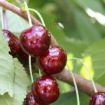 북부 지역의 체리 품종 Melitopol black Cherry